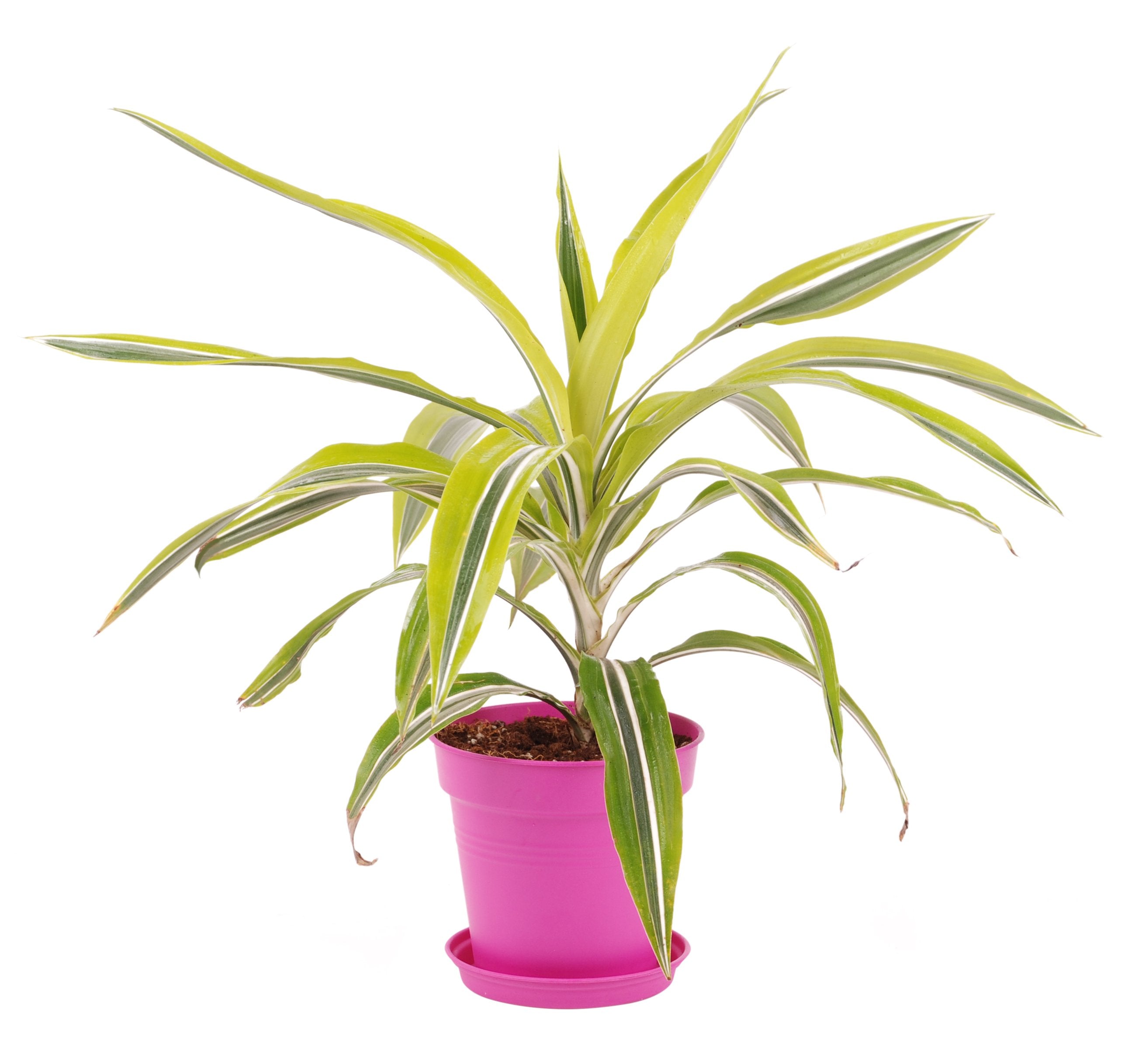 Pots de Jardin Rond avec plat circulaire (11cm, Lot de 4)