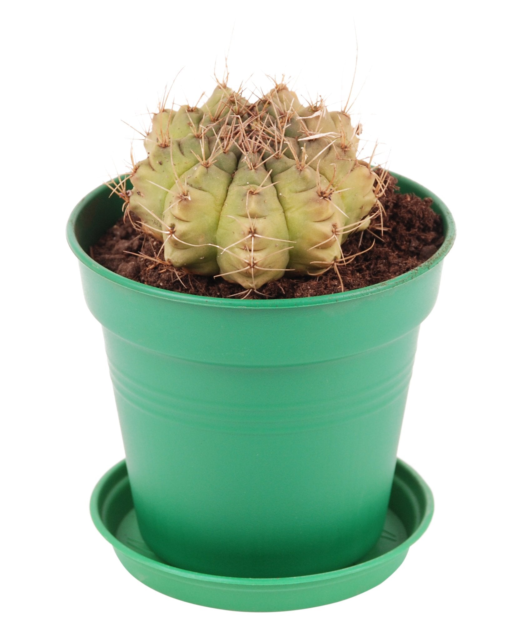 Pots de Jardin Rond avec plat circulaire (17cm, Lot de 4)