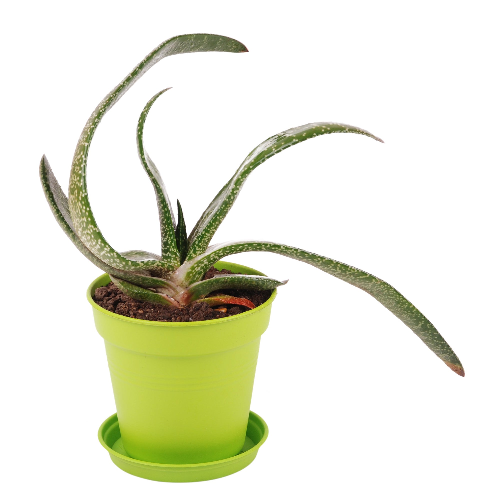 Pots de Jardin Rond avec plat circulaire (13cm, Lot de 4)