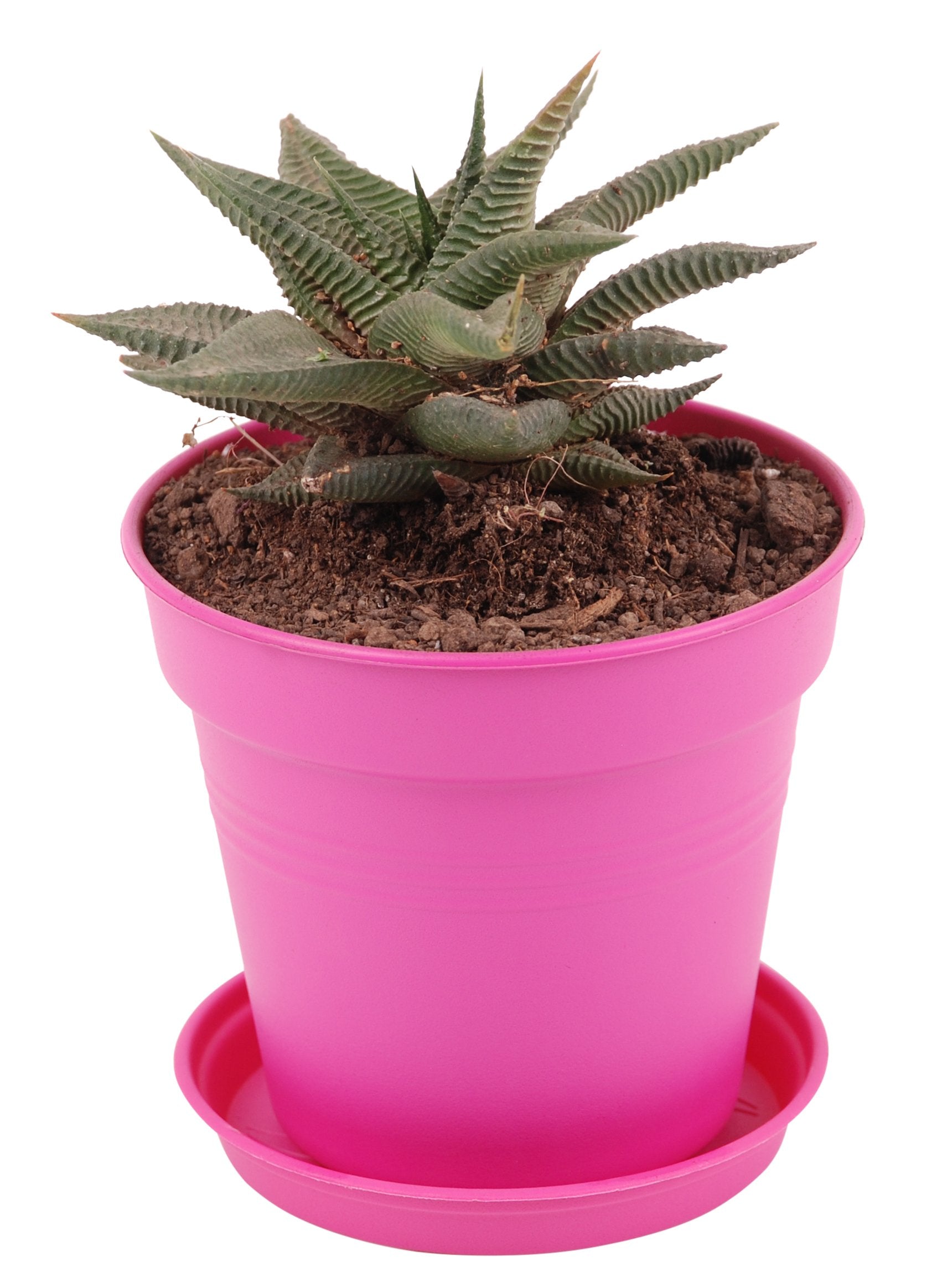 Round Plant Pots With Base (4 Pack, 6in) - Mintra France